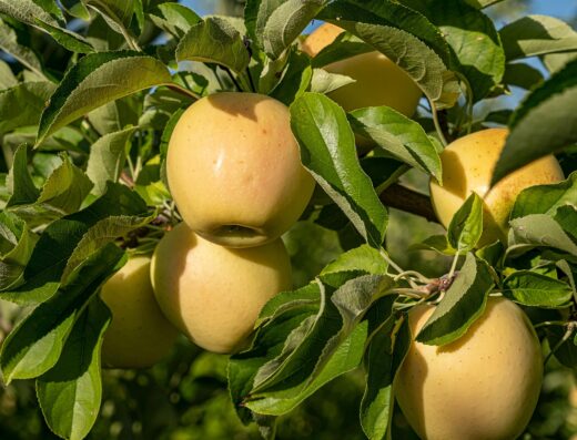 Mela Rugginosa Della Valdichiana